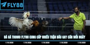 đá gà thomo fly88